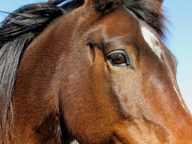 Equine Muscles, Nerves and Eyes