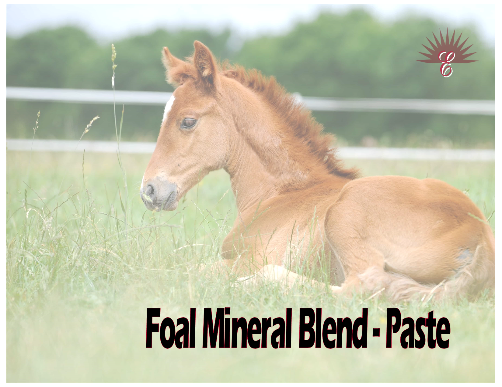 Foal Mineral Blend-Paste -Supports Strong Bone and Joint Development