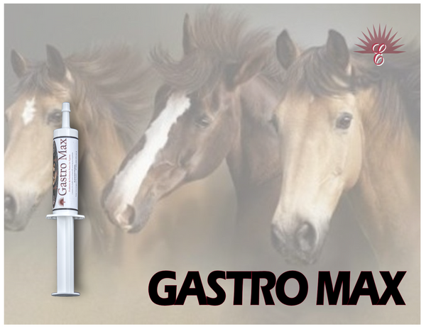 GASTRO MAX - Equine Gut Calming Support