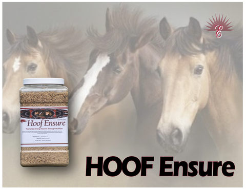 HOOF ENSURE - Hoof Maintenance & Treatment
