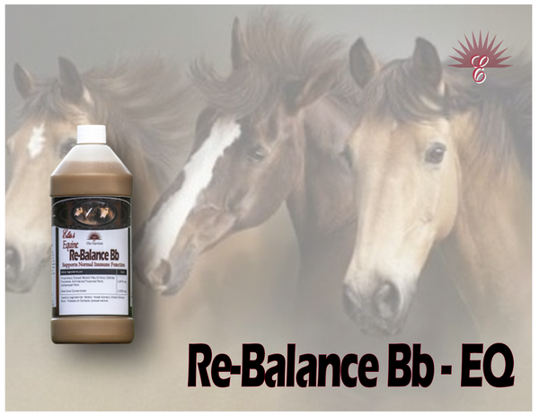 RE-BALANCE Bb - Equine Immune System Re-Balance Treatment